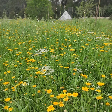 Derman Bahcesi Eco Camping *